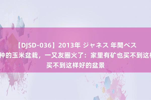 【DJSD-036】2013年 ジャネス 年間ベスト10 爱妻种的玉米盆栽，一又友圈火了：家里有矿也买不到这样好的盆景